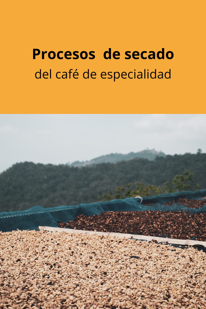 Proceso de secado del café de especialidad